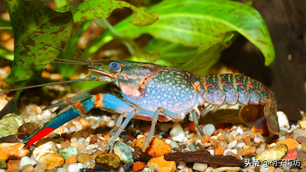 中国现在还禁止澳洲龙虾进口吗,澳洲龙虾清关