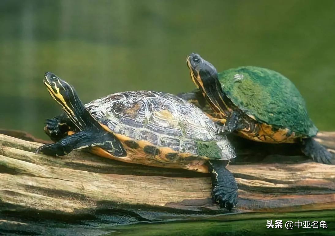 养龟秘籍搞笑,养龟绝招大全视频