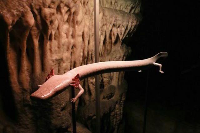 世界上长得最像龙的生物,最像中国龙的生物