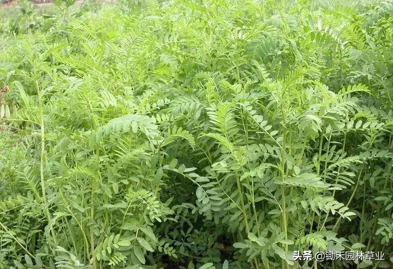 适合盐碱地的植物有哪些,绿化草耐旱品种