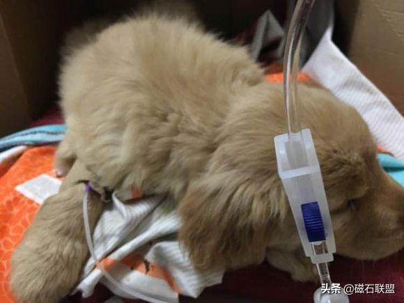 金毛买回家一周后细小去世，幼犬养护这回事，究竟要多少错误来还