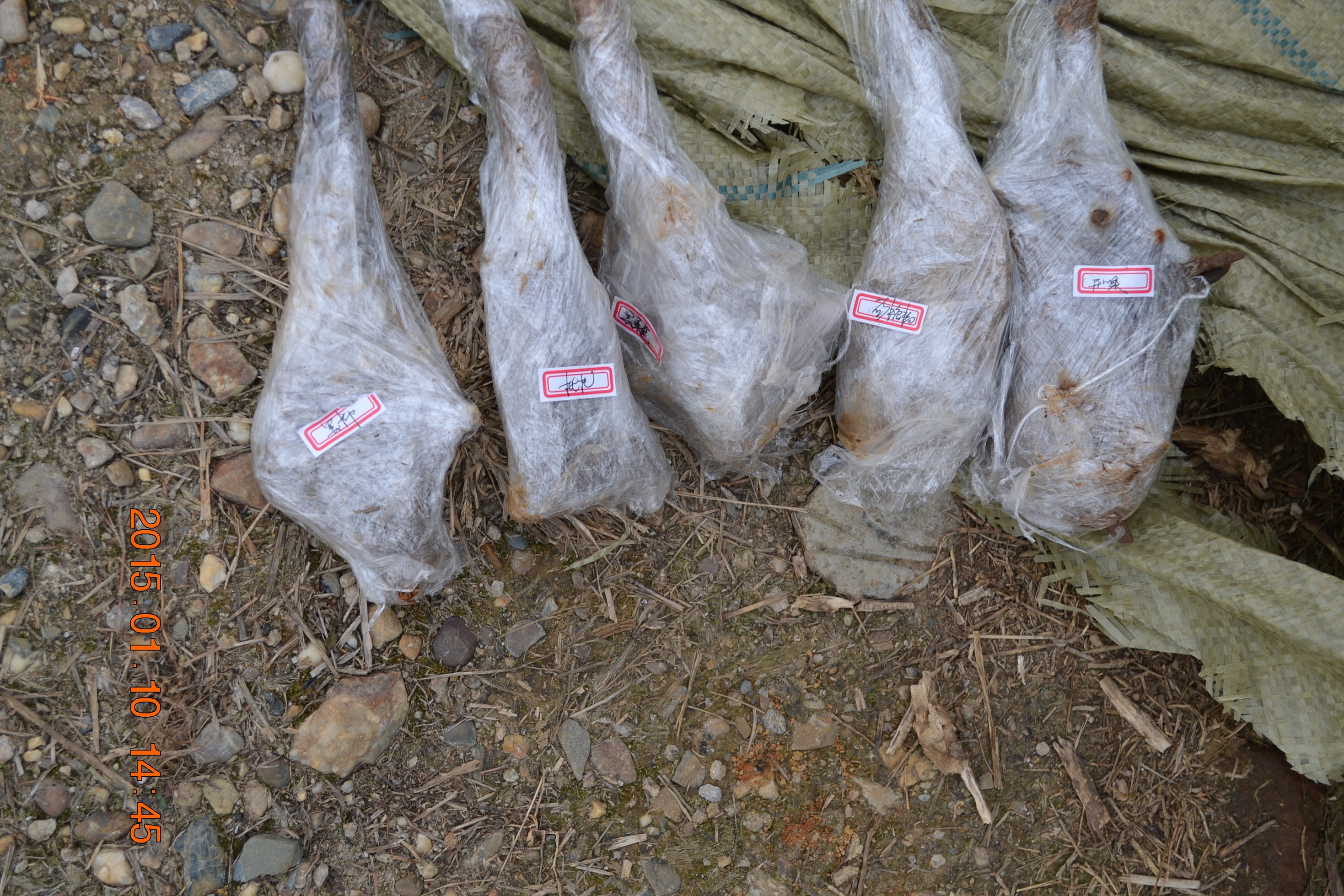 湖南最好的锦鲤养殖基地,湘潭锦鲤养殖