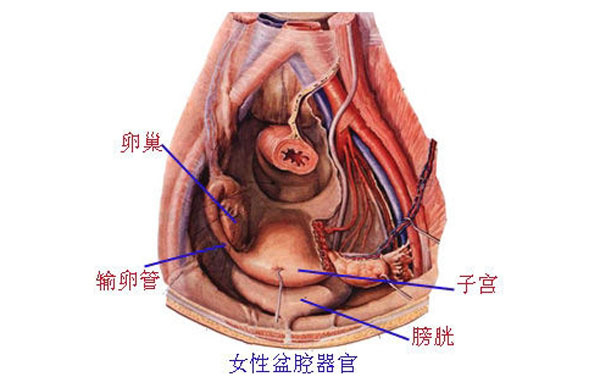 遇上慢性盆腔炎怎么办？中医这八个小穴位或许可以帮到你