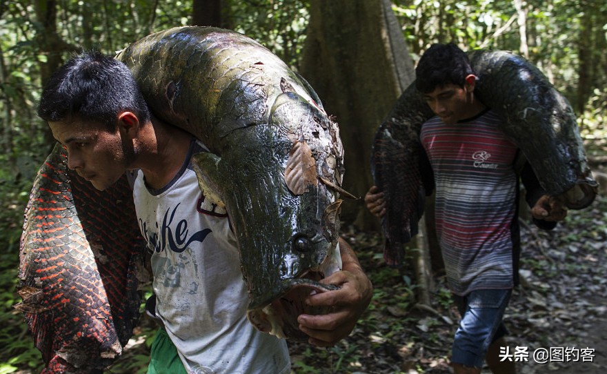 巨骨舌鱼的好奇心有多强,巴西巨骨舌鱼却濒临灭绝为什么