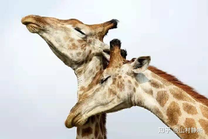 动物都是怎么谈恋爱的,动物界最奇葩的表白方式