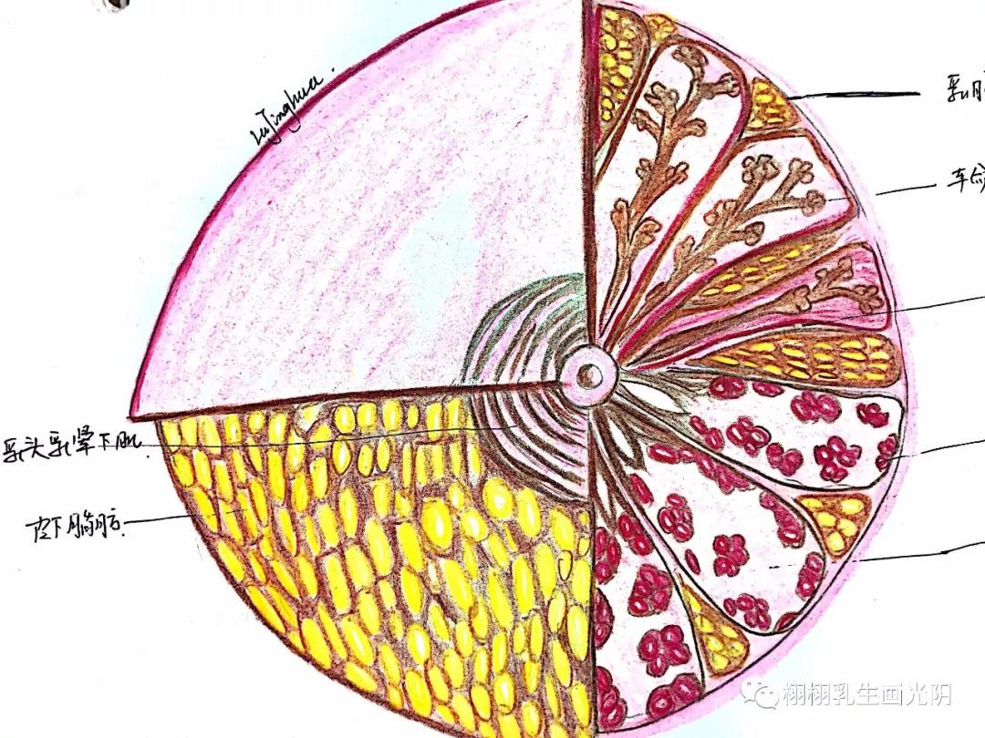 良性乳腺肿瘤要切除吗,乳腺良性病变可能性大