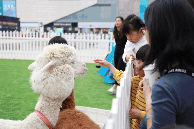 少女心爆炸,千只萌驼空降大坂田,领10000份羊驼潮趣礼品