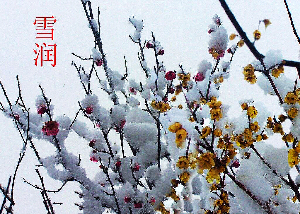 腊梅迎春绽放满园幽香扑鼻,腊梅花香清香扑鼻