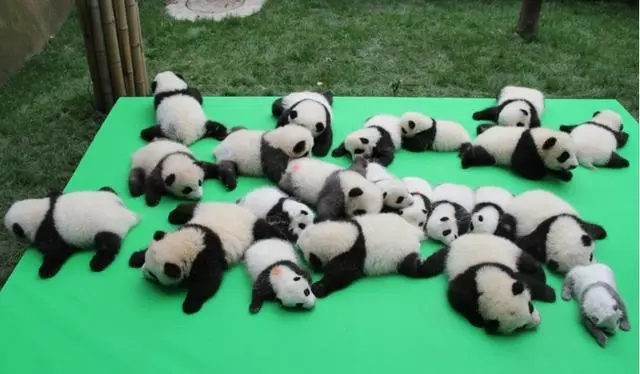 大熊猫的演变史动画,大熊猫成实