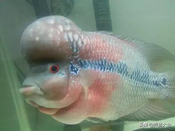 怎么快速让罗汉出状态,18罗汉最简单的复原方法