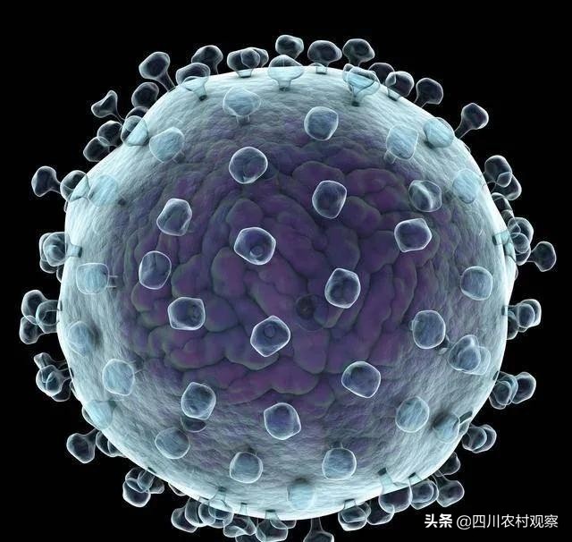 兔兔应该怎么预防疾病,兔兔患病的症状有哪些