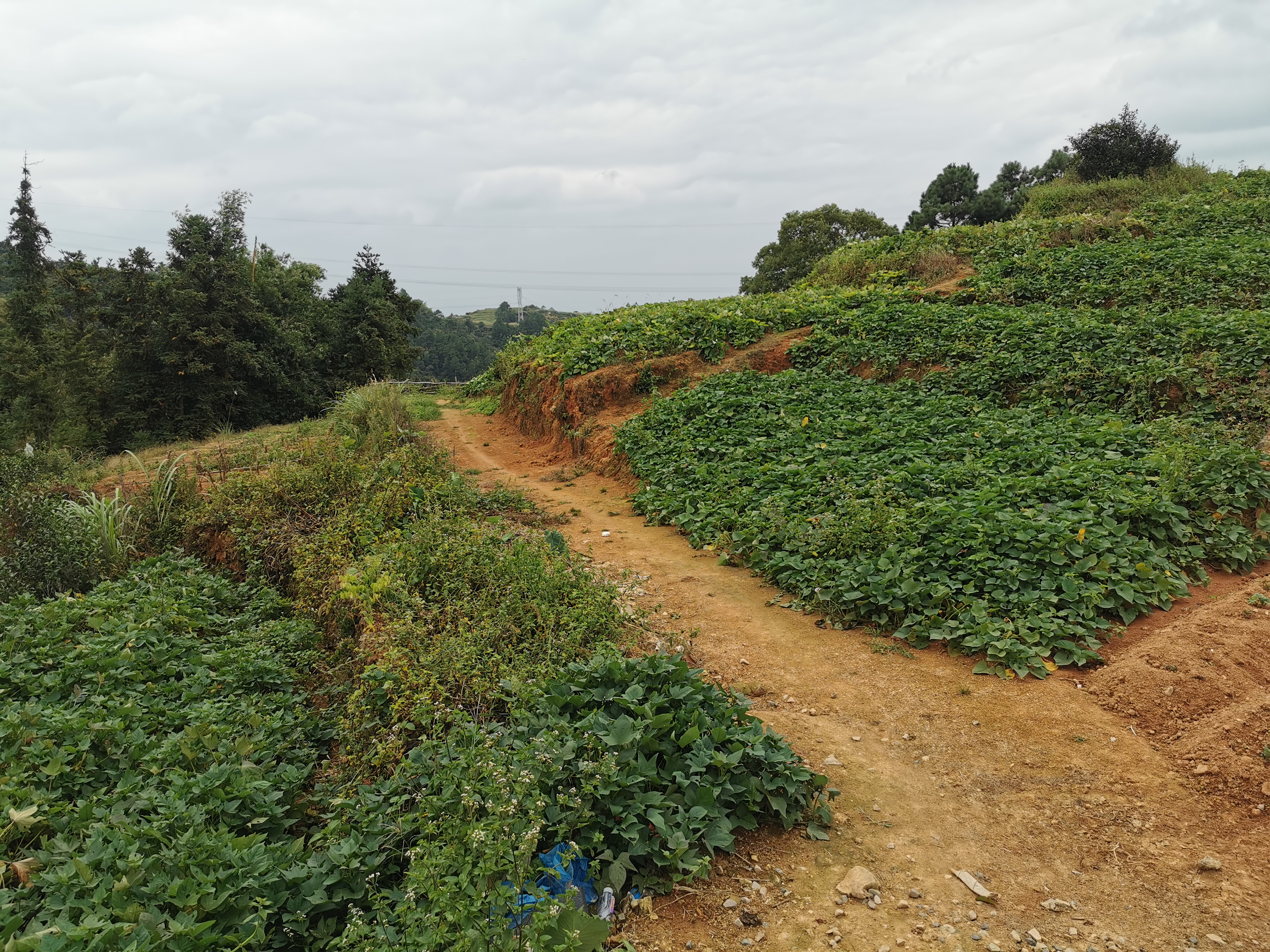 福州周边古道行之：三十六弯—恩顶—竹园岭，偶遇大野猪夹子