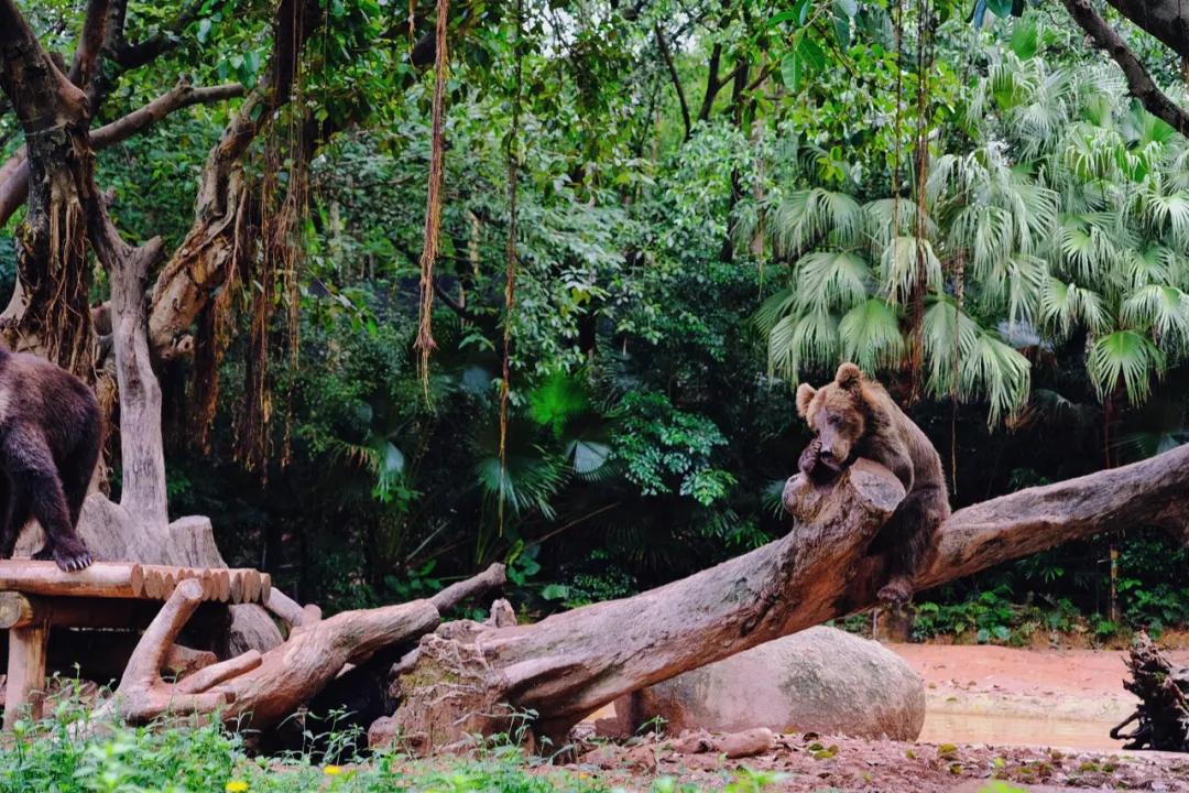 广州长隆怎么玩最划算攻略分享,广州长隆省钱攻略