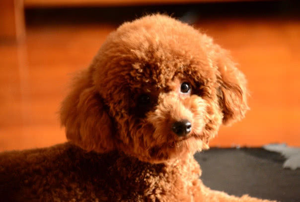 巧克力色的泰迪喂养的注意事项,泰迪狗狗姨妈期间需要注意什么吗