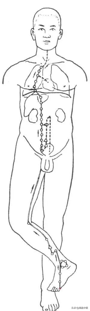 十二经筋连接动态图,十二经筋的图解