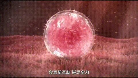 显微镜下的人类卵子和精子,人类首次拍到卵细胞