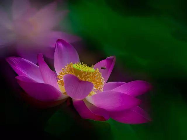 广州有荷花的地方,广州周边的荷花景点推荐