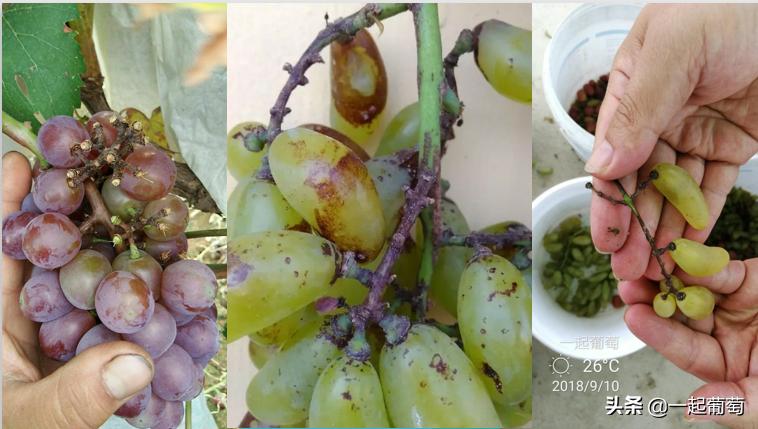 葡萄园常见病虫害及防治方法,葡萄园虫害消灭方法