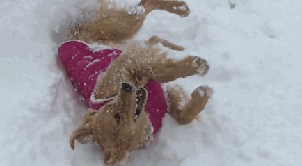 养狗后需要什么条件,养狗之后容易患上这几种病