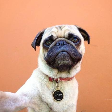 新手养巴哥犬需要注意什么,巴哥犬饲养注意事项大全图片