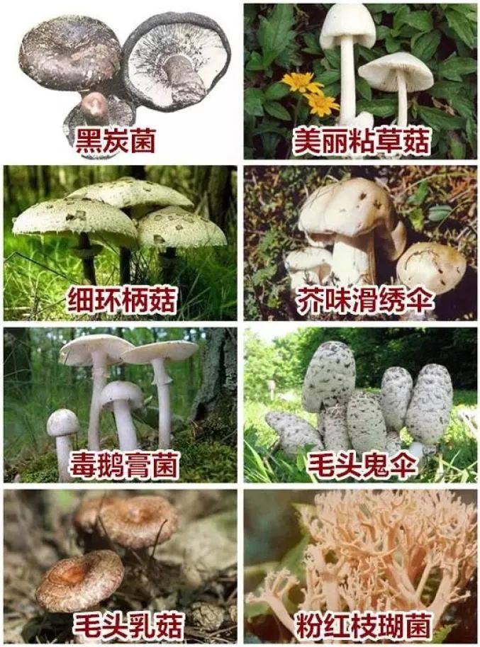 防食物中毒安全知识,吃菌的3个安全原则