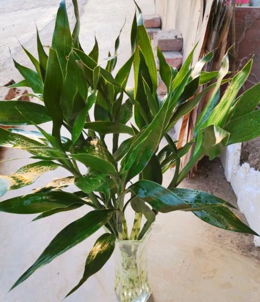 水培富贵竹叶尖干黄如何处理,水培富贵竹盆栽注意事项视频