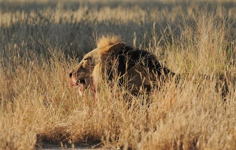 招惹豪猪的动物有多惨,豪猪最怕的天敌狮子