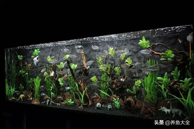 养鱼的鱼缸家里没有怎么办,养鱼没地方放鱼缸