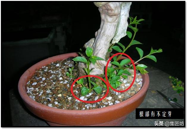 “选芽与摘芽”盆景树形稳定一半都靠它，盆景耐心与细心的试练