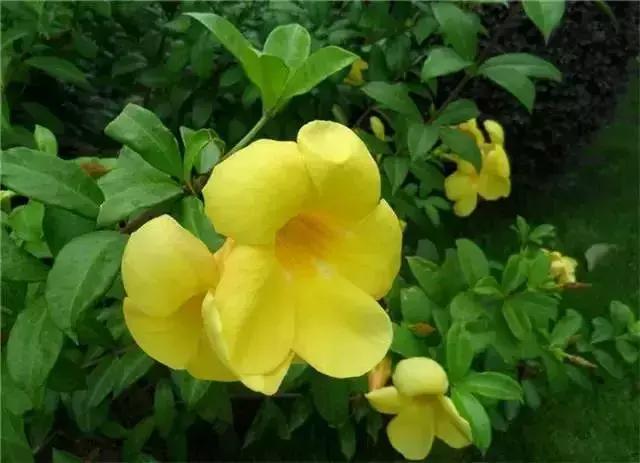 身边常见花卉识别,身边常见的树有哪些