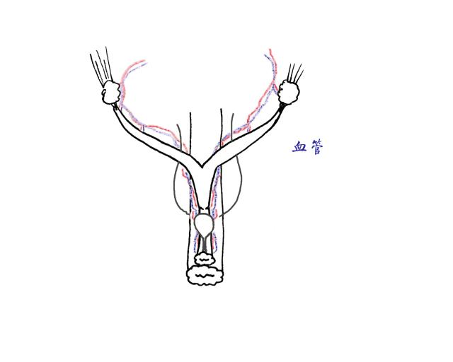 养猫指南免费阅读,养猫指南手册