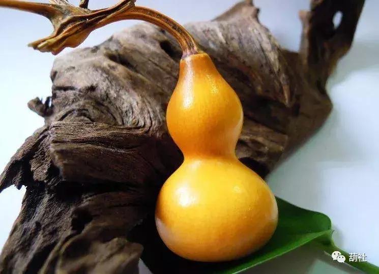 葫芦怎样盘才能色泽鲜亮,葫芦咋盘才红亮