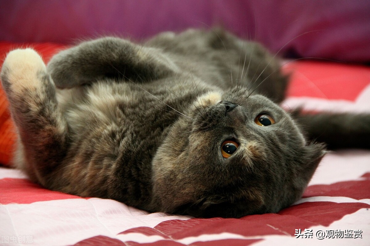 猫的生理结构决定了它特殊的需求,猫到晚上不停的叫是怎么回事