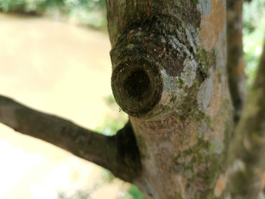 黄皮树要怎么修枝,黄皮树生长不好如何管理