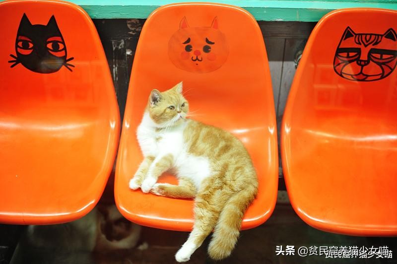 带猫咪出去洗澡就狂躁,如果英短猫发生了应激反应怎么办