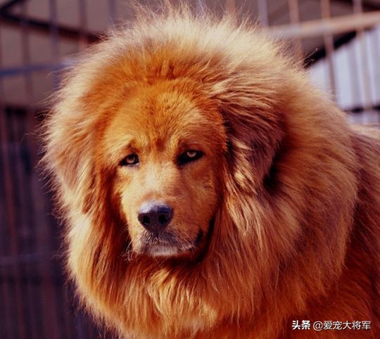 哪些犬有极强的战斗力能打得过狼,哪些猛犬可以和狼抗衡