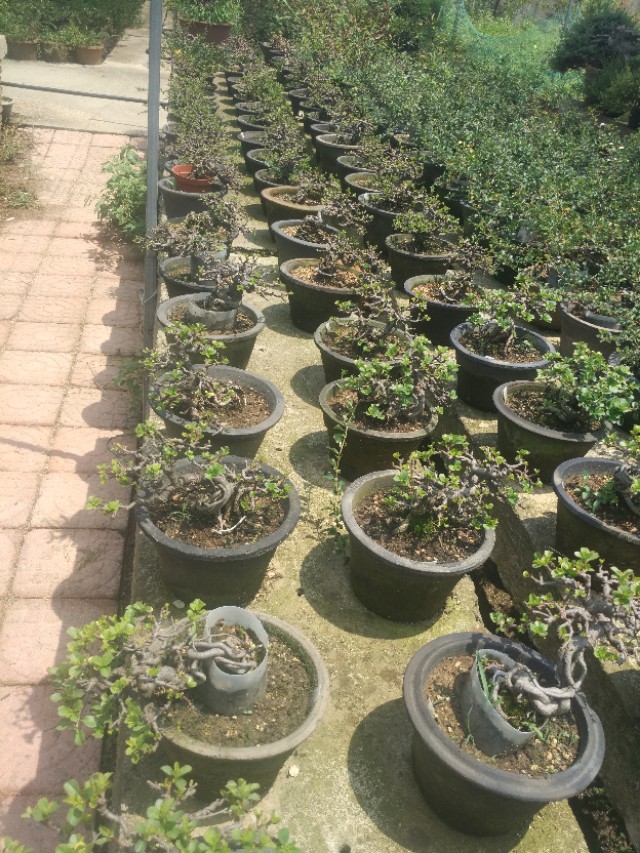 掌上盆景100种,掌上盆景