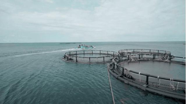 一个米其林厨师隐居开餐厅,一个厨师的米其林餐厅