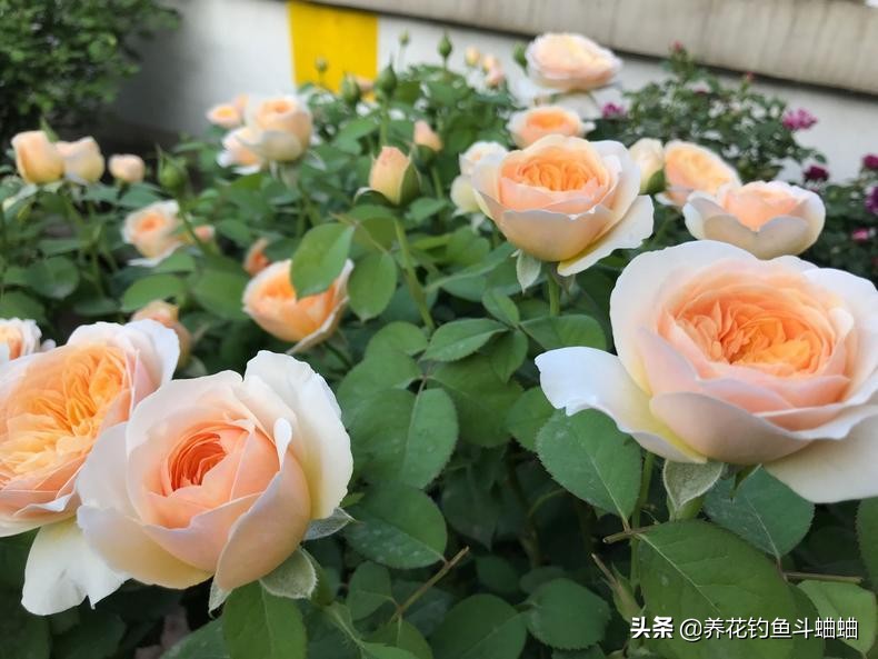 月季红蜘蛛用什么农药好,月季有红蜘蛛应该怎么处理