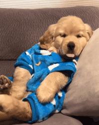 可爱可奶呆萌的小奶狗,可爱呆萌小奶狗