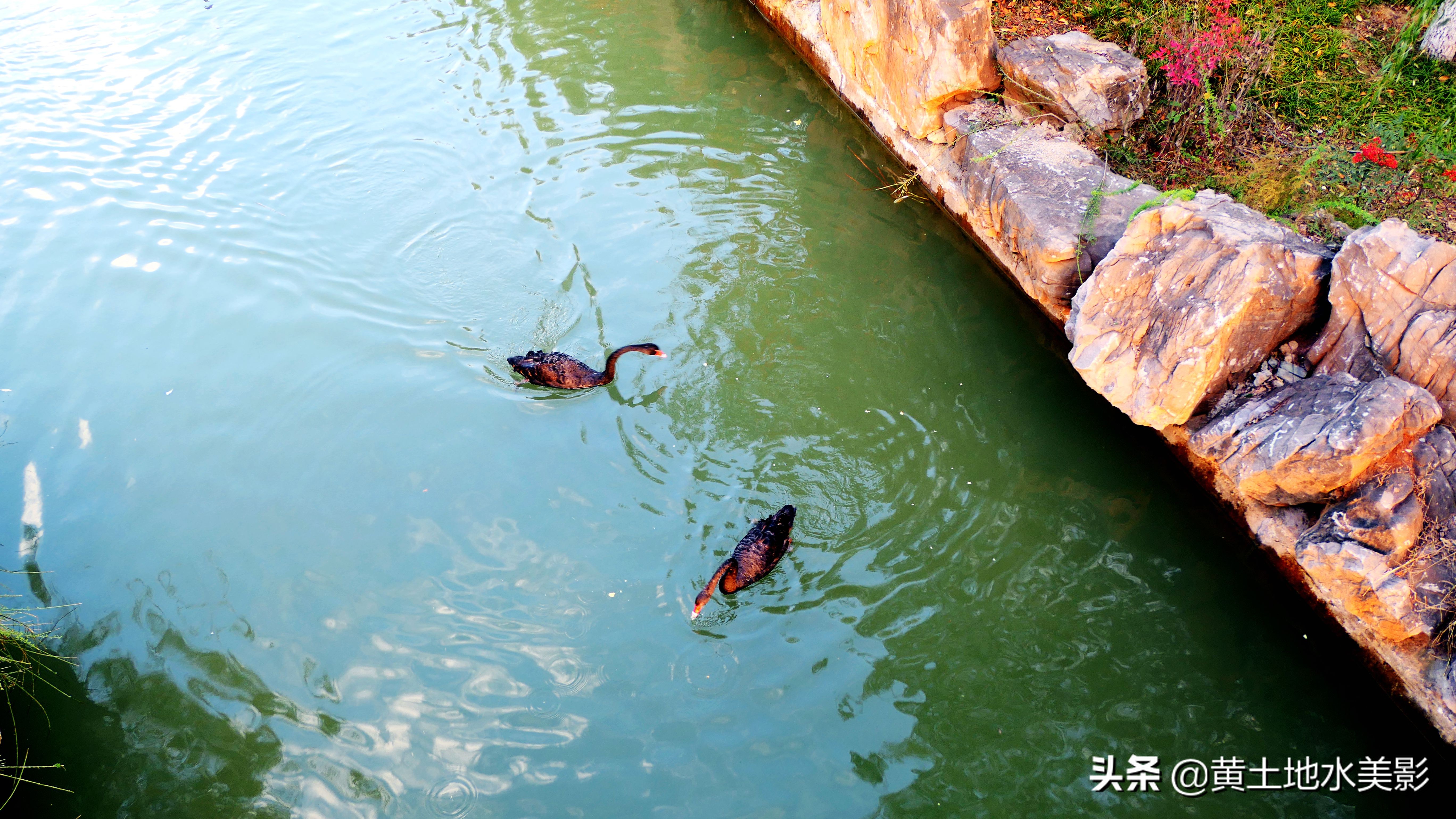 免费游玩东湖公园攻略,游玩国家湿地野鸭湖