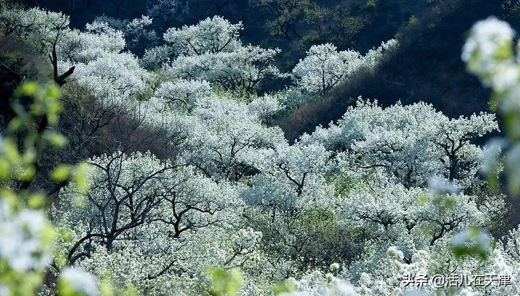 大“疫”灭清，天津2020赏花地图上线！