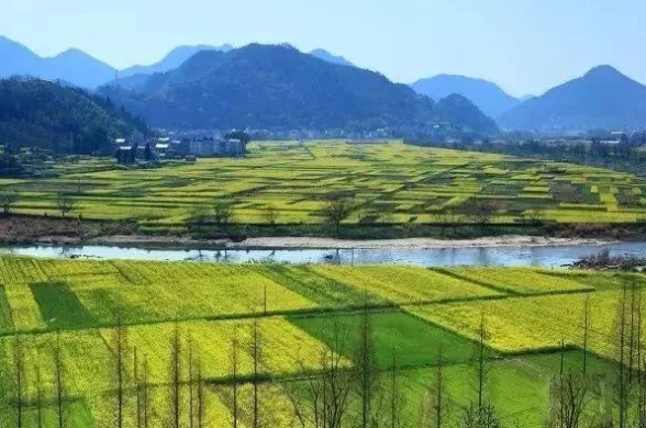 在哪里看油菜花好美哟,开化油菜花最佳观赏地