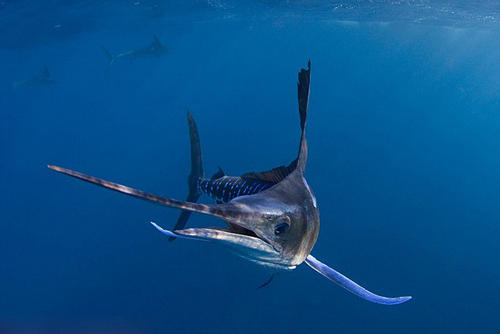 游泳蛙游泳技巧,动物是怎么游泳的