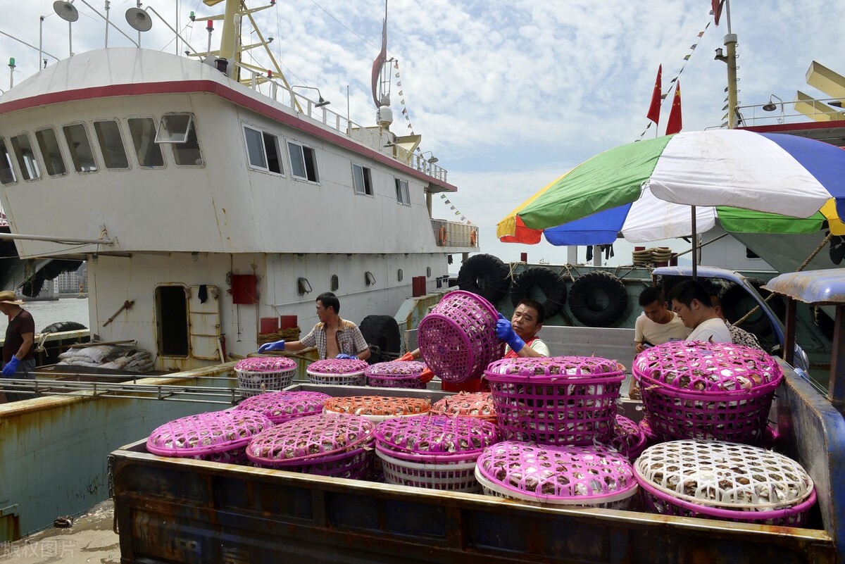 现在梭子蟹怎么挑选,梭子蟹怎么挑选才好