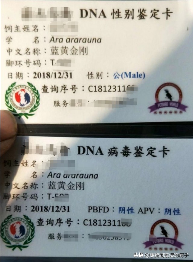 鏂版墜璐拱閲戝垰閫夊嚑鐡g殑,閲戝垰钁佃姳楣﹂箟