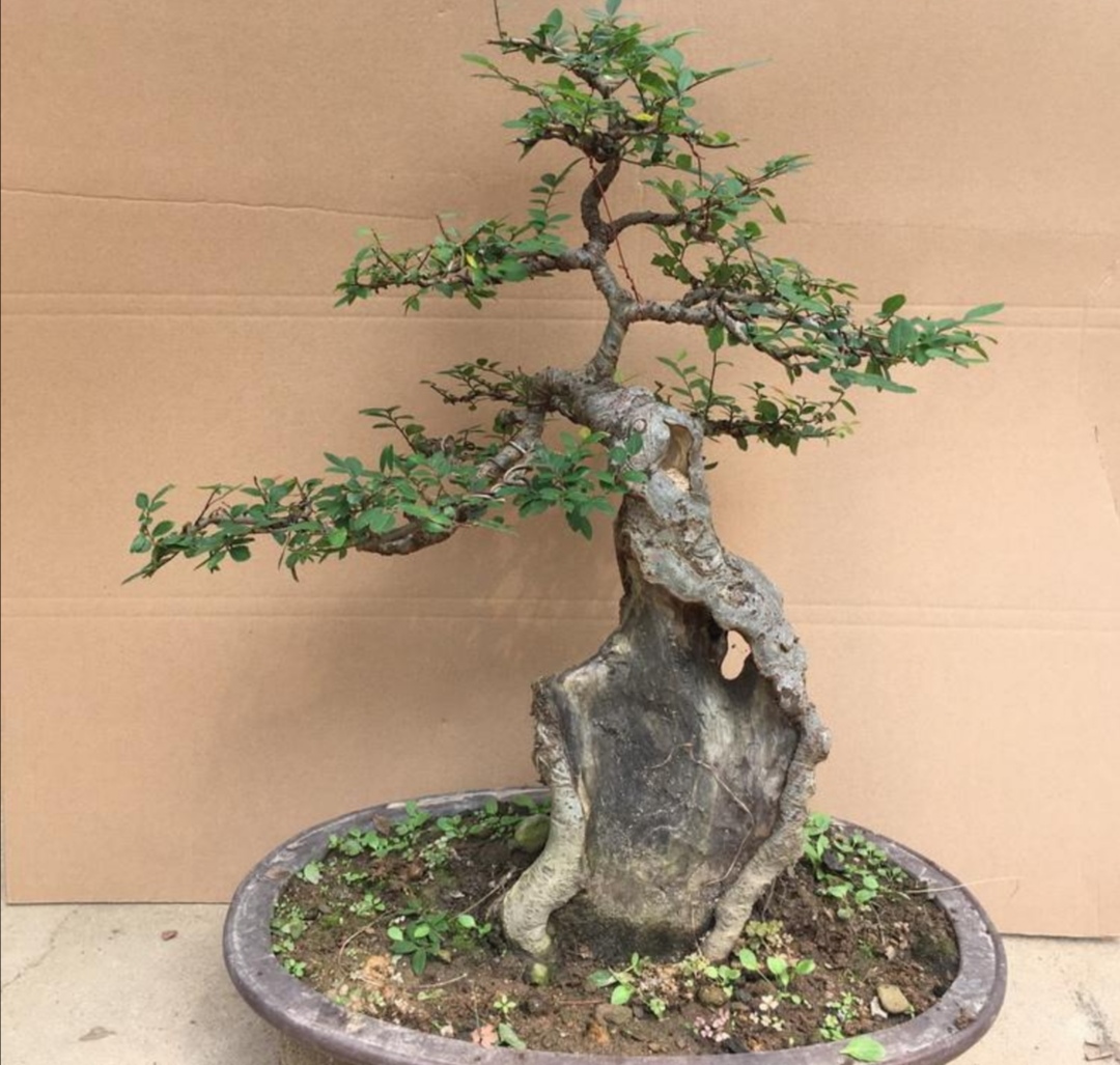 普通榆树怎么修剪成盆景,榆树盆景怎么做一个简单的造型