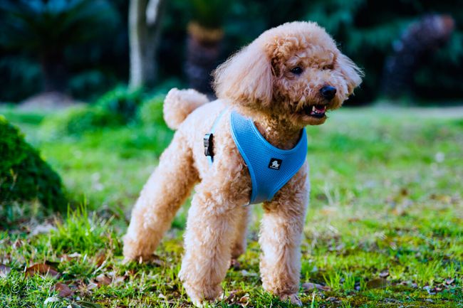 12岁的贵宾犬应该吃什么样的狗粮,贵宾犬什么也不吃只吃狗粮