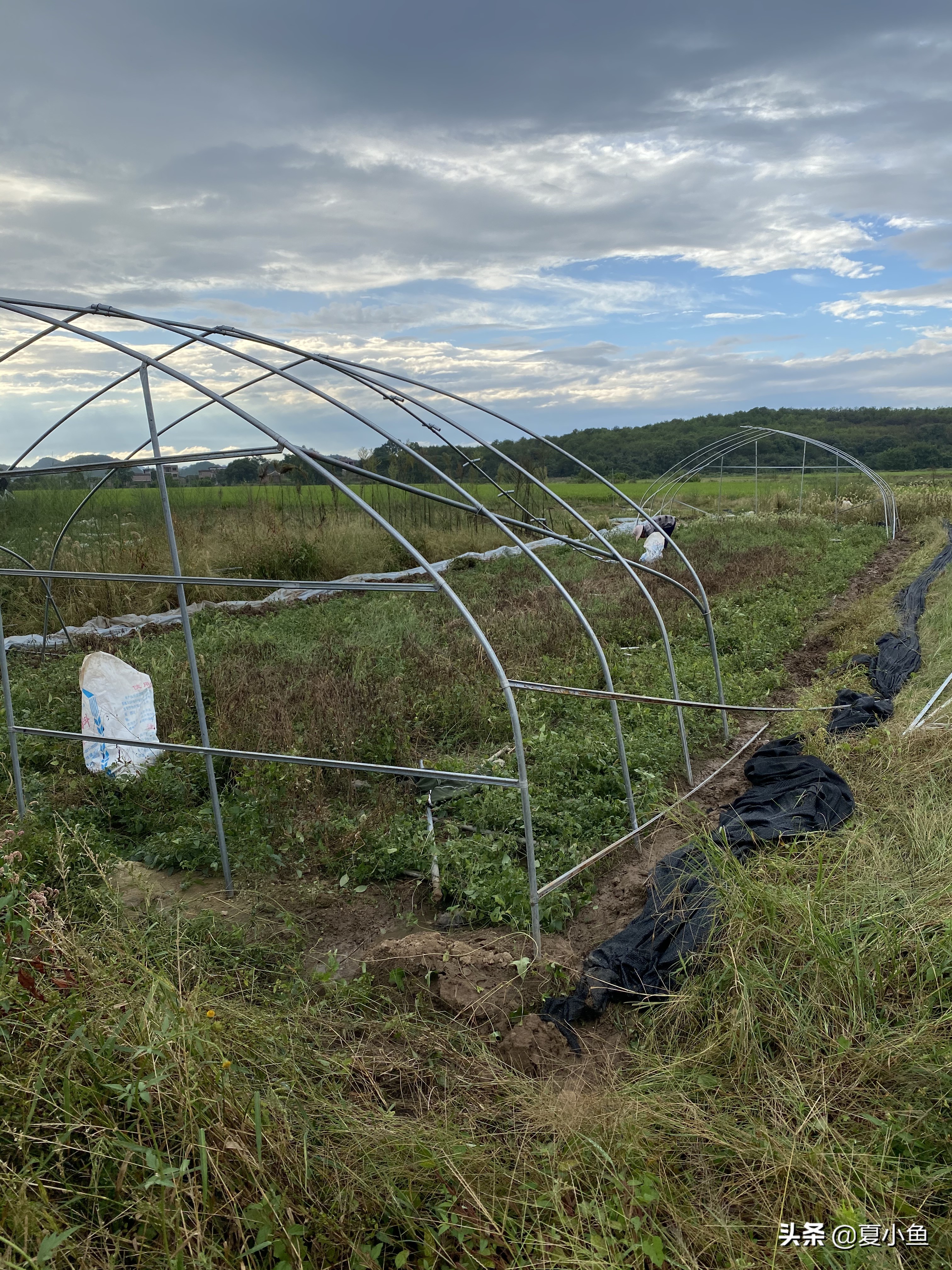 种植羊肚菌亏本的人多吗,羊肚菌种植技术与销路
