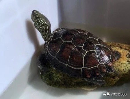 国龟魅力,国龟的韵味美的无法形容